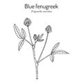 Blue fenugreek or utskho suneli Trigonella caerulea , medicinal and edible plant