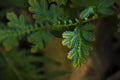 Blue fern close up found only