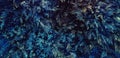 Blue fern, flower, creeper, vine or ivy and leaves wall for background. Natural wallpaper or Nature pattern