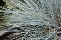 Blue fescue Elijah Blue