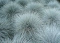 Blue fescue ornamental plants carpet