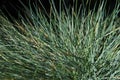 Blue Fescue Grass Macro Royalty Free Stock Photo