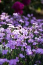 Blue field carnations Royalty Free Stock Photo