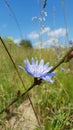 Blue field flower on blue sky background Royalty Free Stock Photo