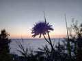Blue field flower, cornflower, on the background of the river, grass, sunset, water. Dark silhouette of a flower on a