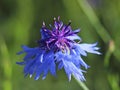 The blue field flower on a green background. Macro photo of a field plant and insects in the rays of sunlight. A warm and pleasant Royalty Free Stock Photo