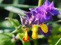 The blue field flower on a green background. Macro photo of a field plant and insects in the rays of sunlight. A warm and pleasant Royalty Free Stock Photo