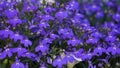 Blue field flowers - Cape Lobelia ( (Lobelia erinus)