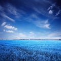 Blue field and sky in surreal color