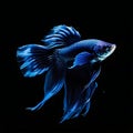 blue fighting fish Fighting fish are scientifically known as Betta splendens. Royalty Free Stock Photo