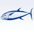 Blue fin tuna Royalty Free Stock Photo