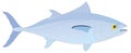 blue fin tuna fish vector illustration transparent background Royalty Free Stock Photo