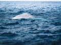 Blue Fin whale swimming in the Atlantic Ocean, surfaces off Pico Island in the Azores, Portugal and showing his dorsal Royalty Free Stock Photo