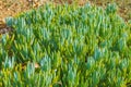 Blue Finger Senecio mandraliscae an interesting and beautiful evergreen succulent plant close up