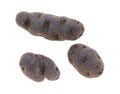 Blue fingerling potatoes on a white background Royalty Free Stock Photo