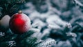 Blue fir decorated with red bauble close up. Royalty Free Stock Photo