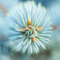 Blue Fir Sprout Plant Macro