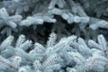 Blue fir-tree Royalty Free Stock Photo
