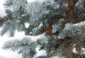 Blue fir tree Royalty Free Stock Photo