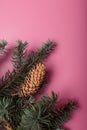 Blue fir tree branch with big cone on pink background. Christmas blank card, copy space, vertical shot Royalty Free Stock Photo
