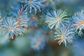 Blue fir tree branches close up Royalty Free Stock Photo