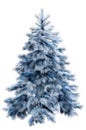 Blue fir tree with clipping path