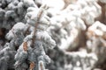 Blue fir-tree cones covered with snow in park. Snow branch evergreen spruce tree.