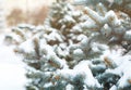 Blue fir tree with snow brunces in winter park. beautiful nature spruce background Royalty Free Stock Photo