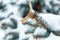 Blue fir tree with snow brunces in winter park. beautiful nature spruce background Royalty Free Stock Photo