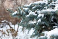 Blue fir tree with snow brunces in winter park. beautiful nature spruce background Royalty Free Stock Photo