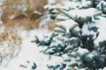 Blue fir tree with snow brunces in winter park. beautiful nature spruce background Royalty Free Stock Photo