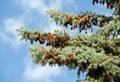 Fir tree with strobile Royalty Free Stock Photo