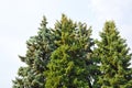 Fir tree with strobile Royalty Free Stock Photo