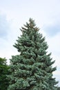 Fir tree with strobile Royalty Free Stock Photo