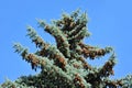Fir tree with strobile Royalty Free Stock Photo