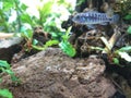 Blue fish aquarium plant wildlife Royalty Free Stock Photo