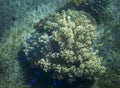 Blue fish colony in white coral. Tropical seashore inhabitants underwater photo.