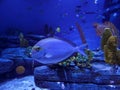 Blue Fish in Dark Blue Aquarium Royalty Free Stock Photo