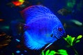 Blue fish monster swwiming in acuarium