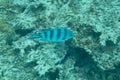 Blue fish near the reef at bottom of ocean sea Royalty Free Stock Photo