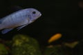 Blue fish side view. Bokeh with blur. The fish is swimming on a black background. Oceanic flora and fauna