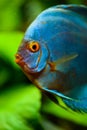 Blue fish from the spieces Symphysodon discus closeup Royalty Free Stock Photo