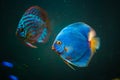 Blue fish from the spieces Symphysodon discus closeup Royalty Free Stock Photo