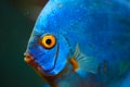 Blue fish from the spieces Symphysodon discus closeup Royalty Free Stock Photo