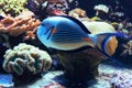 Blue fish with stripes. Royalty Free Stock Photo