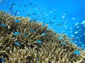 Blue fish swimming over coral Royalty Free Stock Photo