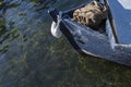 Blue fishing boat over dark water and aquatic plants. Ston, Croatia