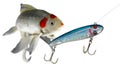 Blue fishing lure with fish turning to look behind Royalty Free Stock Photo