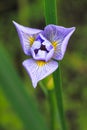 Blue Flag Iris Royalty Free Stock Photo