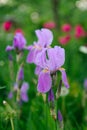 Blue Flag Iris Flower in the Garden Royalty Free Stock Photo